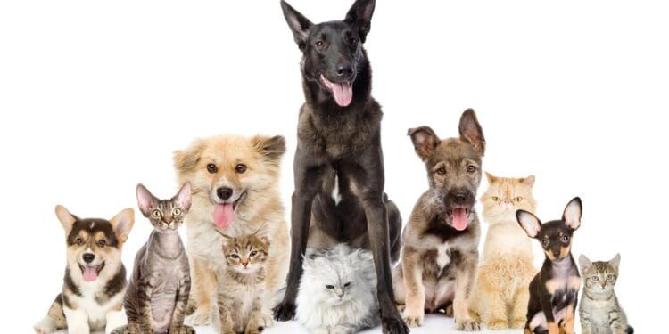 Intervenție de urgență! Peste 130 de câini și pisici, salvate din condiții improprii