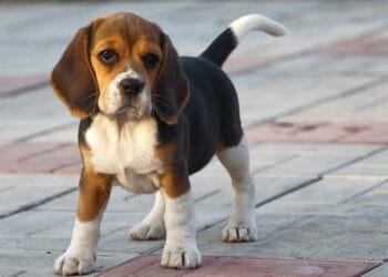 Animalele, tot mai aproape de statutul de membri ai familiei. Proiect de lege care le recunoaște ca ființe vii, nu ca simple bunuri