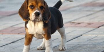 Animalele, tot mai aproape de statutul de membri ai familiei. Proiect de lege care le recunoaște ca ființe vii, nu ca simple bunuri