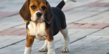 Animalele, tot mai aproape de statutul de membri ai familiei. Proiect de lege care le recunoaște ca ființe vii, nu ca simple bunuri