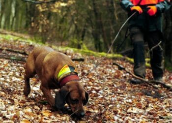 Cioban dispărut în Argeș: căutări făcute de poliție, localnicii spun că așteaptă vești de două zile