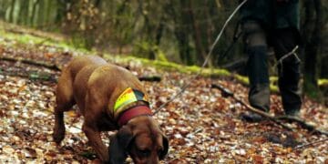 Cioban dispărut în Argeș: căutări făcute discret de poliție, localnicii spun că așteaptă vești de două zile