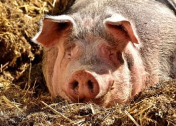 Ignatul, tradiția care deschide sărbătorile de iarnă! Ritualuri, obiceiuri și semnificații păstrate de secole