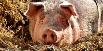 Ignatul, tradiția care deschide sărbătorile de iarnă! Ritualuri, obiceiuri și semnificații păstrate de secole