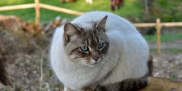 Un bărbat a fost plasat sub control judiciar după ce a aruncat o pisică de la etaj. Animalul, găsit în stare gravă!