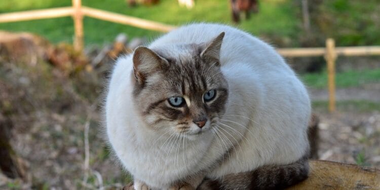 Un bărbat a fost plasat sub control judiciar după ce a aruncat o pisică de la etaj. Animalul, găsit în stare gravă!