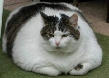 „Pastila” de slăbit pentru pisici. Se testează un implant împotriva obezității feline!