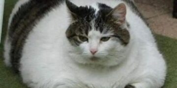 „Pastila” de slăbit pentru pisici. Se testează un implant împotriva obezității feline!