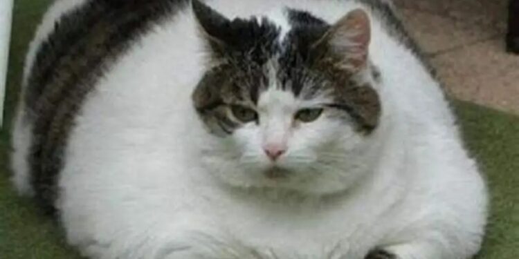 „Pastila” de slăbit pentru pisici. Se testează un implant împotriva obezității feline!