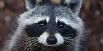 Ratonul „bandit” care a băut la magazin e suspectat de mai multe „lovituri”!