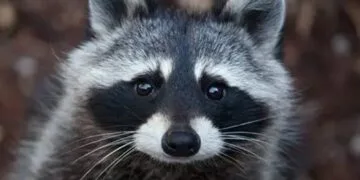 Ratonul „bandit” care a băut la magazin e suspectat de mai multe „lovituri”!