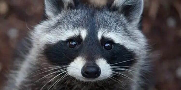 Ratonul „bandit” care a băut la magazin e suspectat de mai multe „lovituri”!