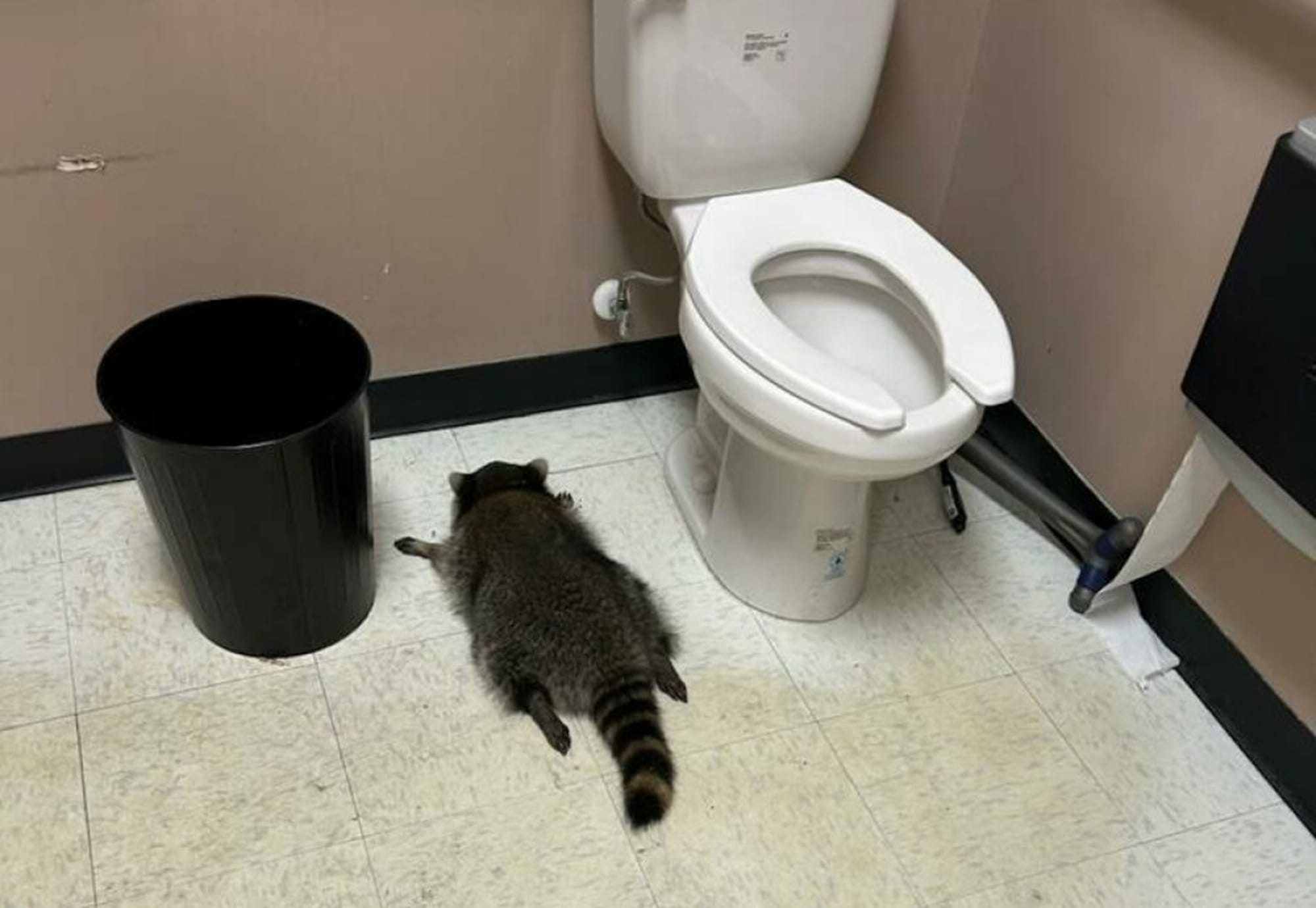 Micuțul petrecăreț!