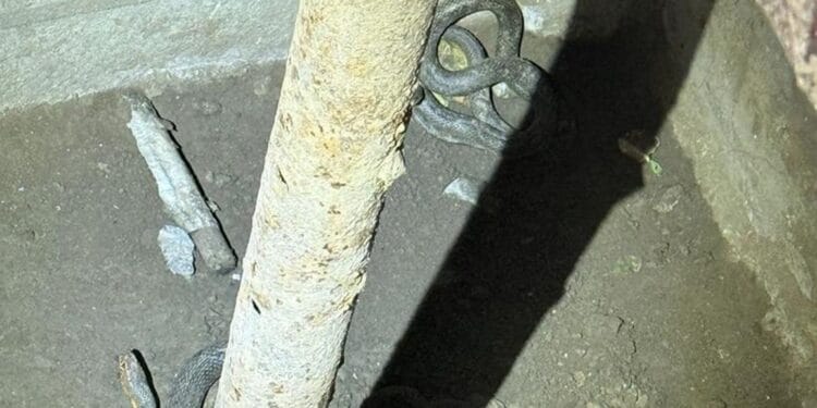Doi șerpi de un metru și jumătate, scoși din beciul unei gospodării! Jandarmii i-au capturat și eliberat în natură