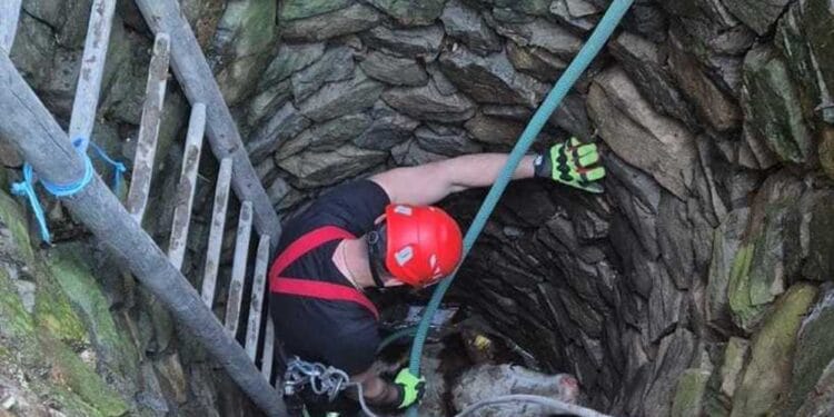 Salvatorii ISU au scos o bovină dintr-un puț adânc de șapte metri! Intervenția a durat peste trei ore!