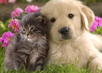 Animalele de companie în transportul public! Câinii mari vor plăti bilet separat