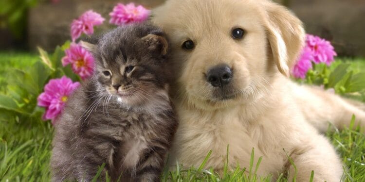 Animalele de companie în transportul public! Câinii mari vor plăti bilet separat