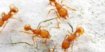 „Furnica electrică”, una dintre cele mai periculoase specii invazive din lume, se extinde și amenință!