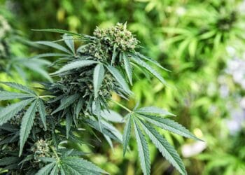 Canabis distribuit minorilor. Doi tineri, dintre care unul de 17 ani, reținuți de DIICOT Timișoara