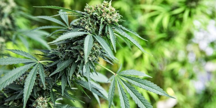 Canabis distribuit minorilor. Doi tineri, dintre care unul de 17 ani, reținuți de DIICOT Timișoara