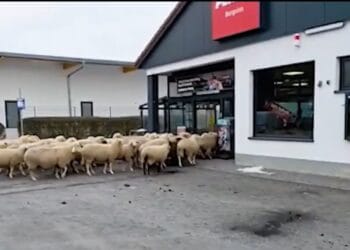 „Invazie” neașteptată într-un supermarket! Zeci de oi au luat cu asalt magazinul, spre amuzamentul clienților