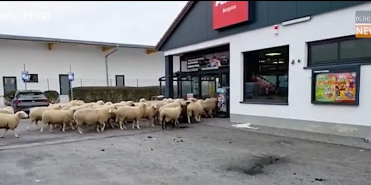 „Invazie” neașteptată într-un supermarket! Zeci de oi au luat cu asalt magazinul, spre amuzamentul clienților