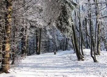 Vânător cu armă artizanală, prins beat și fără permis în pădure! Bărbat reținut de polițiști!