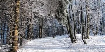 Vânător cu armă artizanală, prins beat și fără permis în pădure! Bărbat reținut de polițiști!