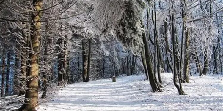 Vânător cu armă artizanală, prins beat și fără permis în pădure! Bărbat reținut de polițiști!