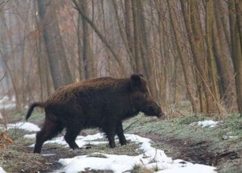 Bărbat atacat de mistreț! Intervenție dificilă a Salvamont și SMURD!