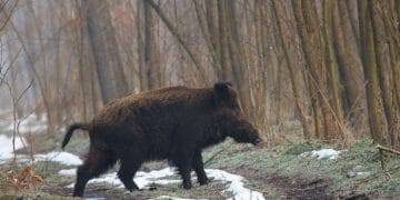 Bărbat atacat de mistreț! Intervenție dificilă a Salvamont și SMURD!