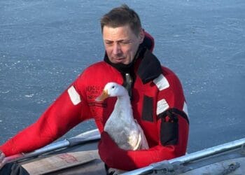 Drama pe gheață a unei rațe! A fost salvată de pompieri înainte de a fi pierdută între sloiurile reci!