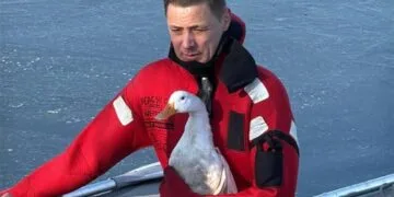 Drama pe gheață a unei rațe! A fost salvată de pompieri înainte de a fi pierdută între sloiurile reci!