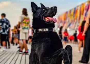 A murit câinele-simbol al MAI. Emblema loialității și curajului din Poliția Română