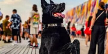 A murit câinele-simbol al MAI. Emblema loialității și curajului din Poliția Română