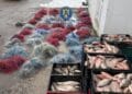 VIDEO. Razie anti-braconaj! Aproape 400 de kilograme de pește și zeci de plase monofilament, confiscate!