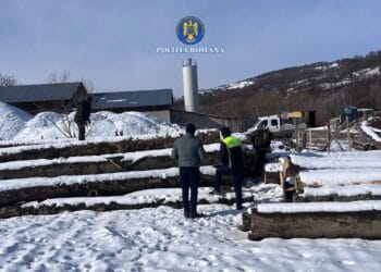 Descinderi și controale ample pe linia combaterii delictelor silvice! Șase percheziții și filtre rutiere pe traseele lemnului!