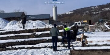 Descinderi și controale ample pe linia combaterii delictelor silvice! Șase percheziții și filtre rutiere pe traseele lemnului!