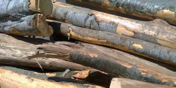 Lovitură dură împotriva tăierilor ilegale: peste 150 de metri cubi de lemn fără acte