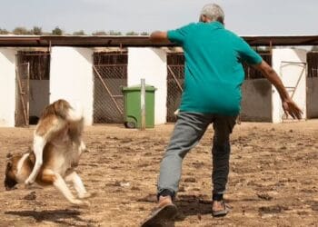 Apel dur către Guvern: „Opriți eutanasia câinilor!” FNPA și PETA Germania cer intervenție de urgență după imaginile șocante din adăposturi