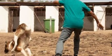 Apel dur către Guvern: „Opriți eutanasia câinilor!” FNPA și PETA Germania cer intervenție de urgență după imaginile șocante din adăposturi