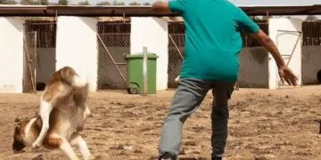 Apel dur către Guvern: „Opriți eutanasia câinilor!” FNPA și PETA Germania cer intervenție de urgență după imaginile șocante din adăposturi