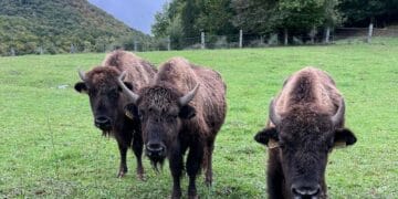 Masacru descoperit la o fermă! Zeci de animale, ucise și îngropate. Procurorii anchetează!