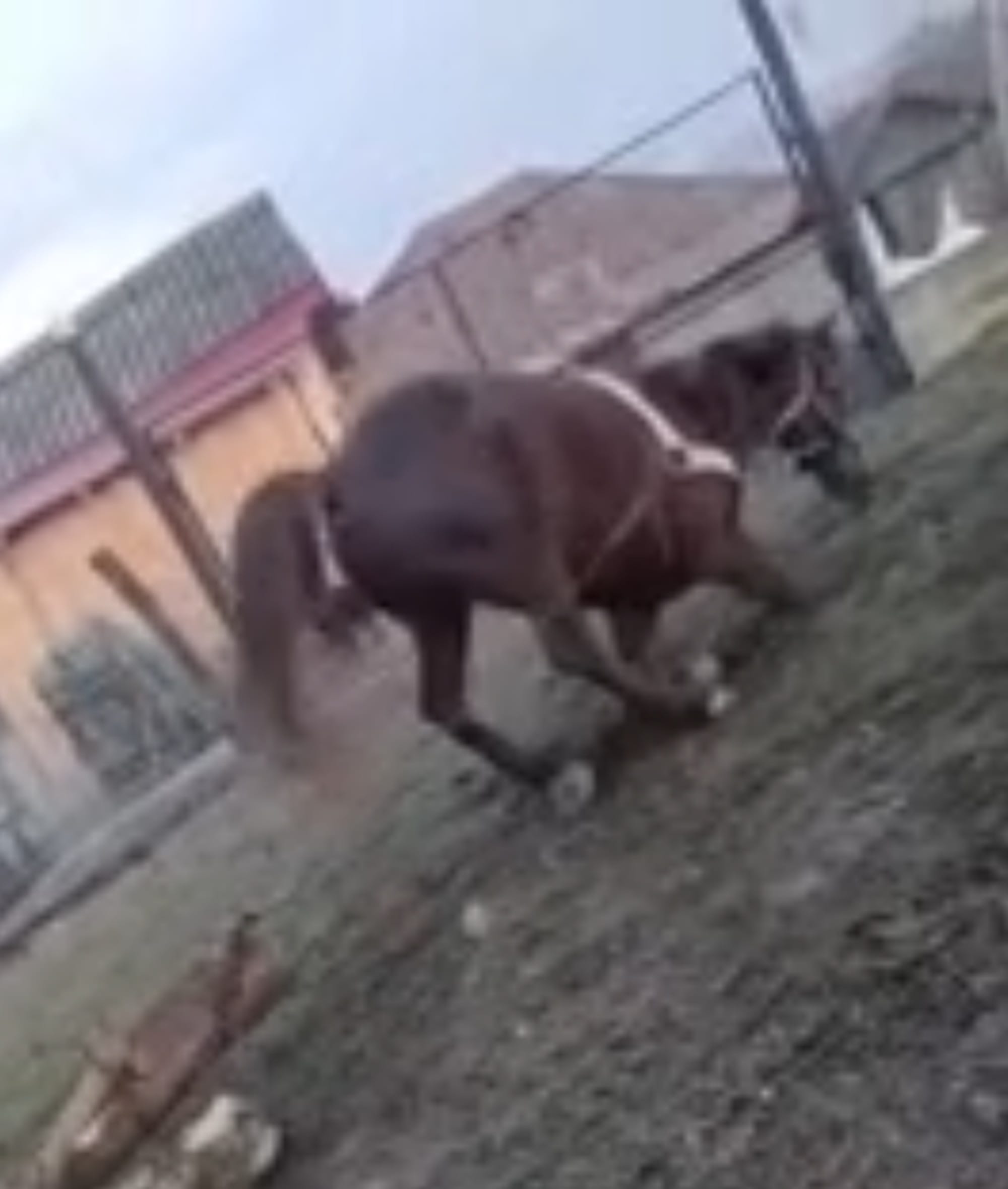 Cruzimile de pe TikTok costă scump: amendă de 13.200 lei pentru un bărbat care și-a chinuit calul