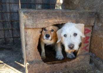 Protest în fața Parlamentului: „STOP uciderii câinilor!” – manifestanții cer schimbarea legii și oprirea finanțării eutanasierii
