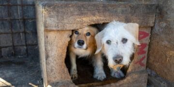 Protest în fața Parlamentului: „STOP uciderii câinilor!” – manifestanții cer schimbarea legii și oprirea finanțării eutanasierii
