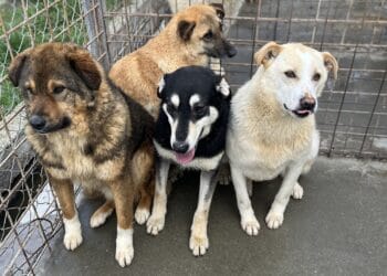 Statul schimbă strategia pentru câinii fără stăpân! Controale dure în adăposturi și program național de sterilizare în masă