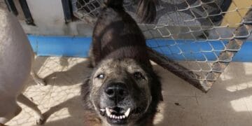 „Ziua era noapte” într-un adăpost de animale fără stăpân! 17 câini salvați dintr-un infern al fricii și al frigului