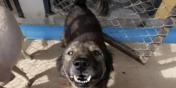 „Ziua era noapte” într-un adăpost de animale fără stăpân! 17 câini salvați dintr-un infern al fricii și al frigului