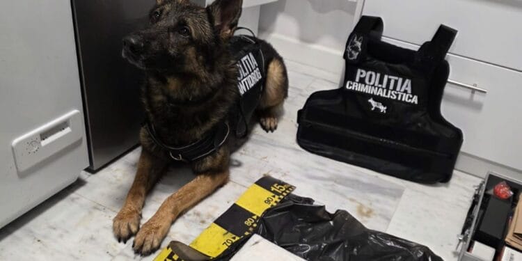 VIDEO. Lovitură devastatoare pentru traficanții de droguri! „Cristal” de peste 3 kg vândut în flagrant, cocaină îngropată și rețineri în lanț!